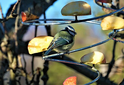 Blåmes Eurasian blue tit Cyanistes caeruleus in Värmdö Sweden 02