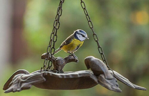 Kékcinege Cyanistes Caeruleus Eurasian Blue Tit (100963725)