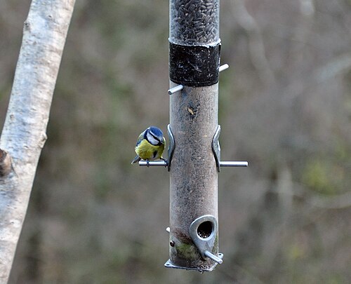 Blue tit on feeder, Yarner Woods