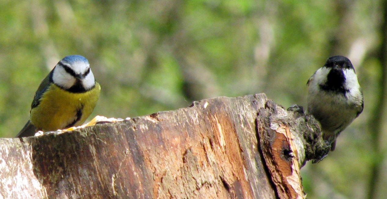 Two birds