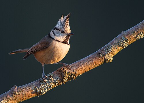 Lophophanes cristatus Luc Viatour 2