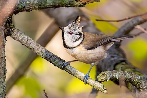 Crested Tit 2025 11 30 02