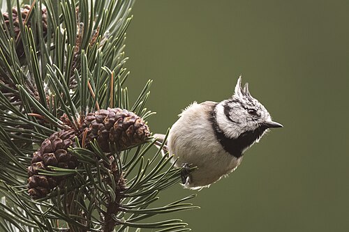 Lophophanes cristatus Gran Paradiso 20190908
