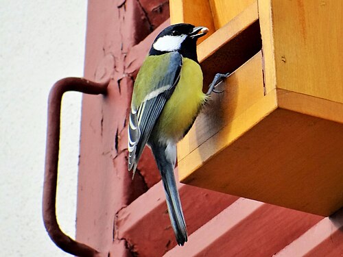 Parus major at Montsouris Garden in Paris