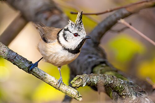 Crested Tit 2025 11 30 03
