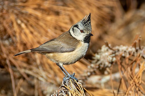 Crested tit 2026 01 04 01