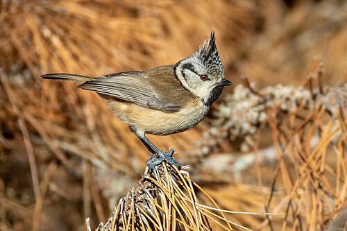 Crested tit 2026 01 04 02