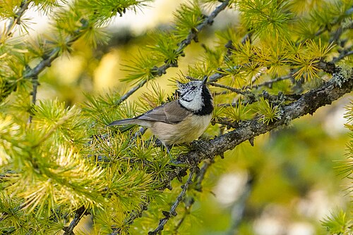 085 European crested tit in the Aletsch Forest Nature Reserve Photo by Giles Laurent