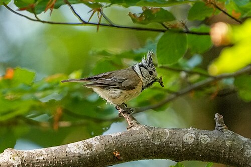 083 Wild European crested tit at Parc naturel régional Jura vaudois Photo by Giles Laurent