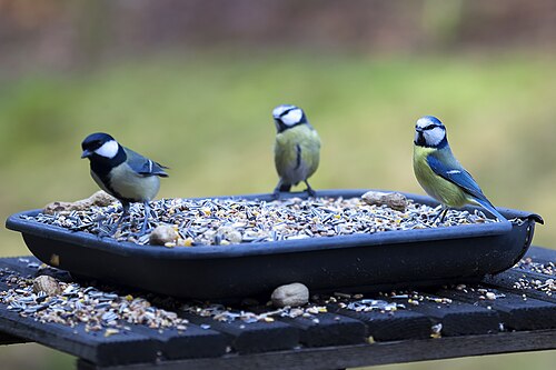 Parus major and Cyanistes caeruleus, Beekbergen, Gelderland, Netherlands