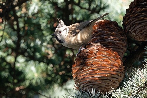 Lophophanes cristatus Père-Lachaise 2019-01-21