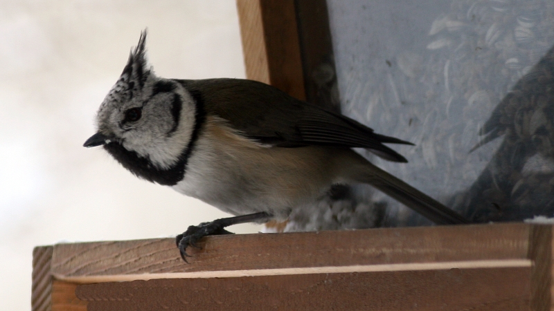 Crested Tit (Lophophanes cristatus) (3)