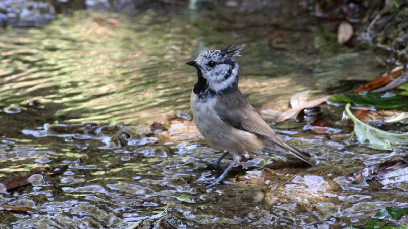 Crested Tit (Lophophanes cristatus) (4)