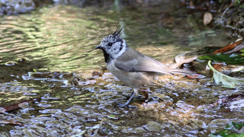 Crested Tit (Lophophanes cristatus) (5)