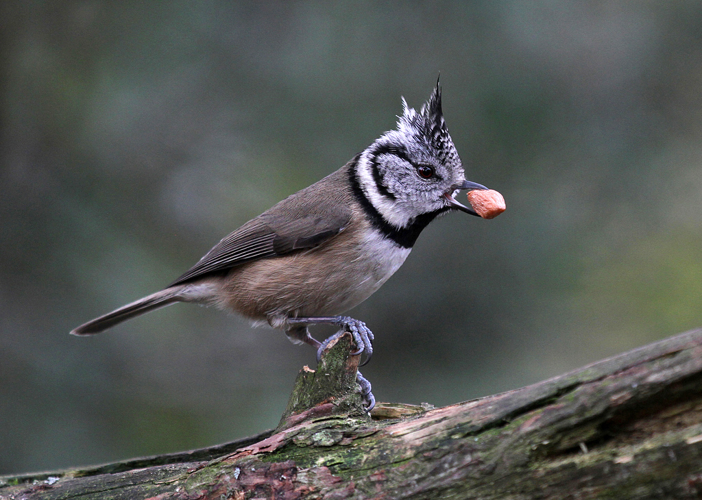 A crested tit (Lophophanes cristatus) - geograph.org.uk - 3887343