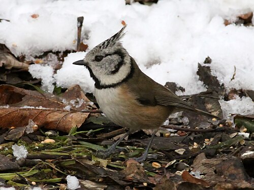 Crested Tit (Lophophanes cristatus) (8)