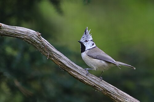 Lophophanes cristatus. Siverskiy