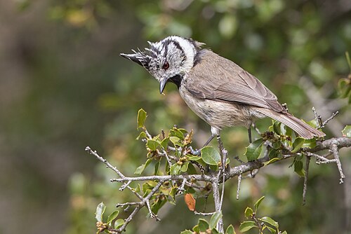 Parus cristatus