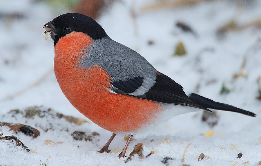 Flickr - Rainbirder - Eurasian Bullfinch (Pyrrhula pyrrhula) male (1)