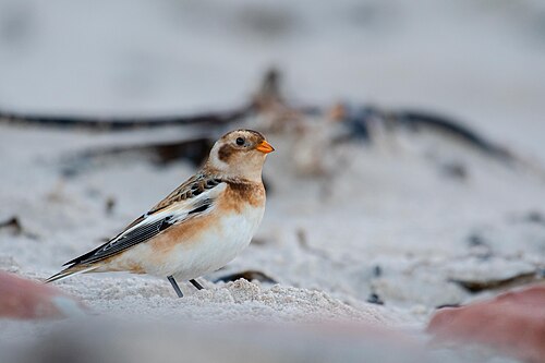 Snow Bunting (Plectrophenax nivalis), Helgoland 2021 1