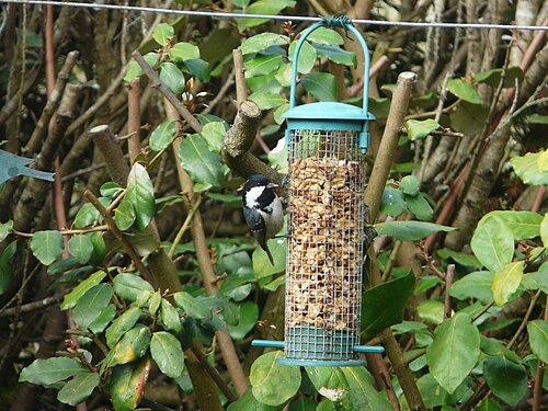 Periparus ater Périgueux (10)