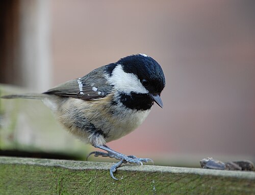 Periparus ater 005Large