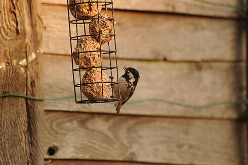 Periparus ater feeding on fatballs in garden