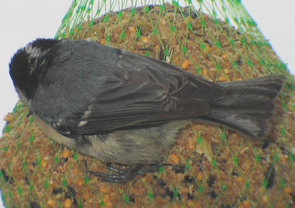 Periparus ater II