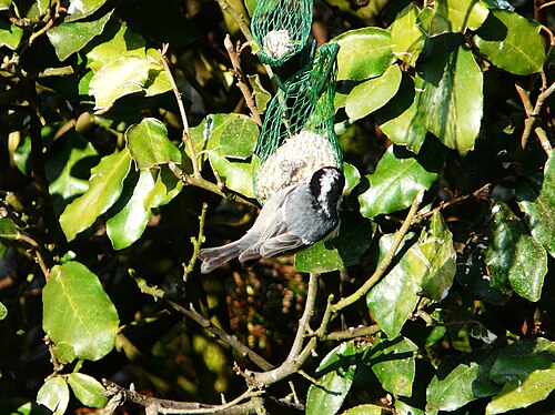 Periparus ater sur boule (8)