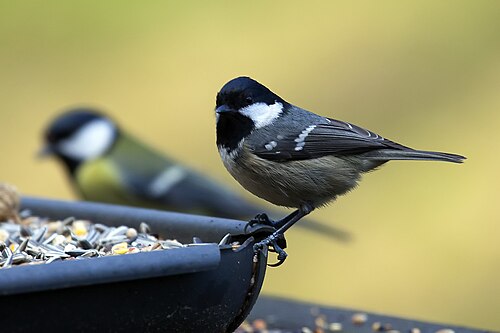 Periparus ater, Beekbergen, Gelderland, Netherlands