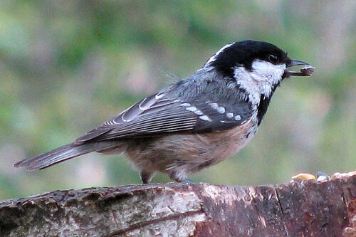 Periparus ater in Etherow Country Park