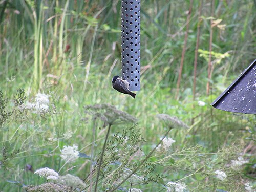 Coal Tit on Feeder at Thornley Wood Hide - geograph.org.uk - 6394892