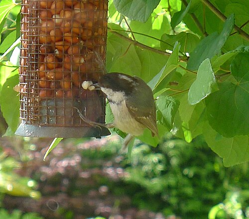 Coal Tit. Parus ater - Flickr - gailhampshire (1)