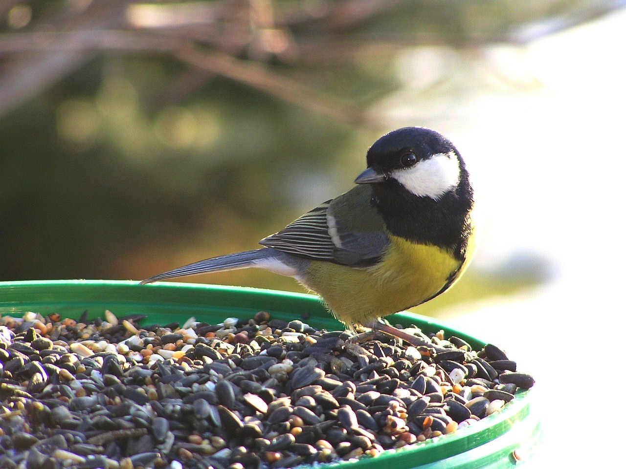 Bogatka parus major1