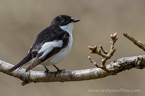 Pied Flycatcher (8708592448)