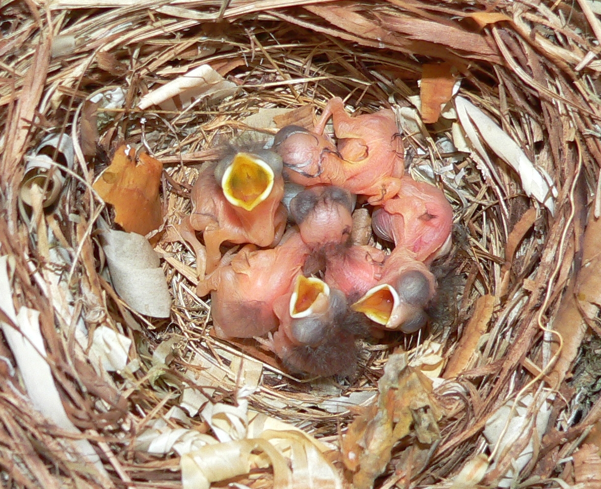 Ficedula hypoleuca-chicks2