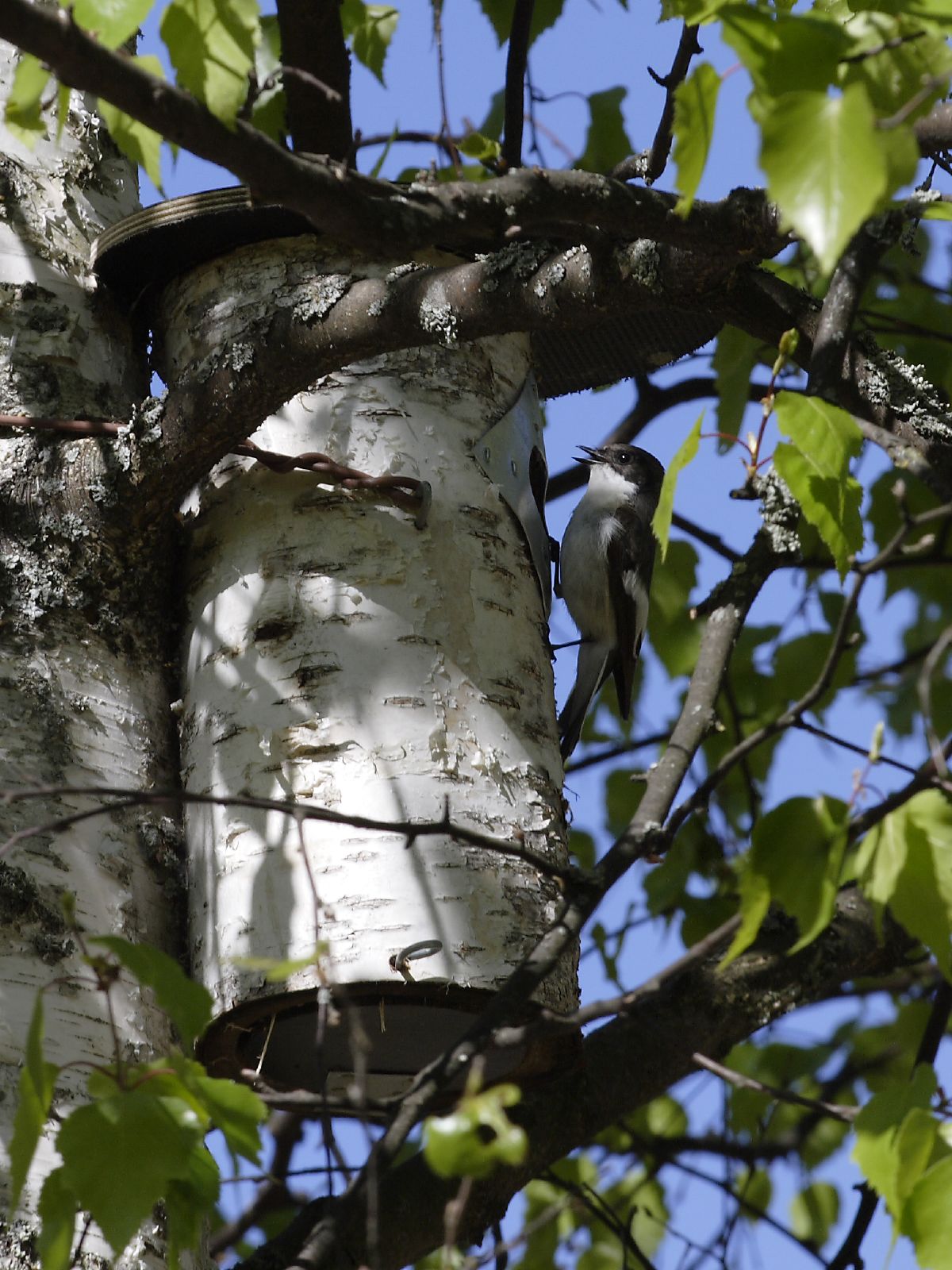 Pied flycatcher
