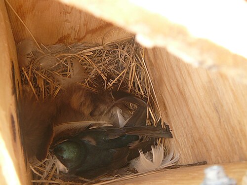 Birdsgarden