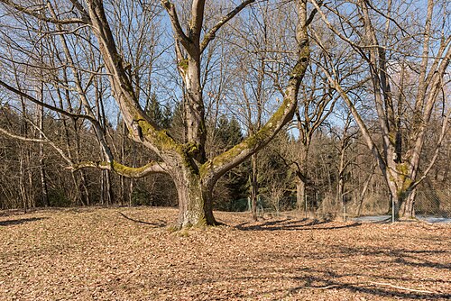 Klagenfurt Gottscheer Strasse 1 Park von Krastowitz alte Eiche 27022015 0059