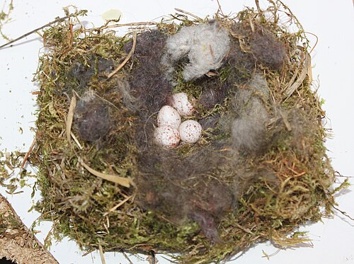 Parus major Great tit eggs removed from nesting box