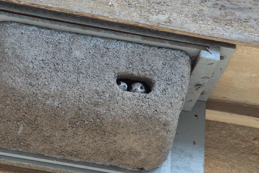 Common Swift nestlings in nest box
