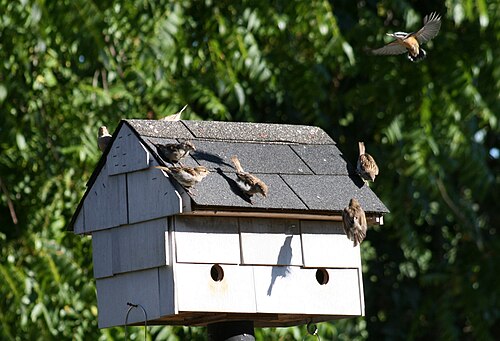 Passer domesticus -Hillsboro, Oregon -flock of juveniles on a nest