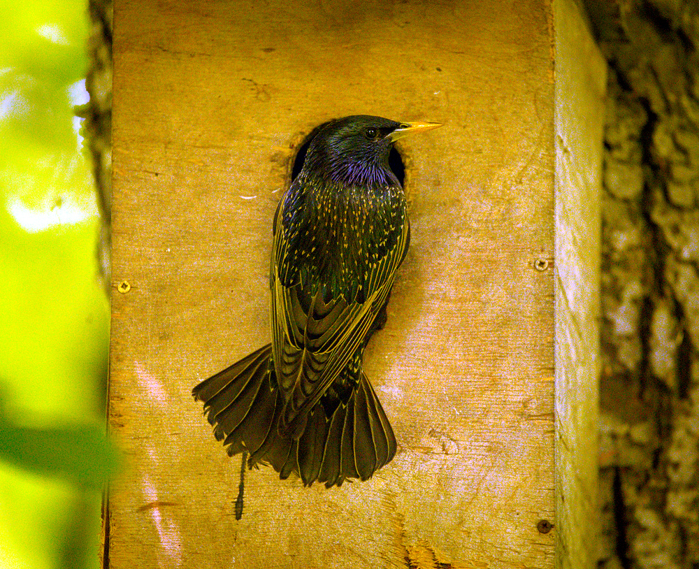 Starling on a nest box (17890702180)