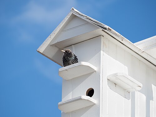 Starling at a birdhouse (92030)