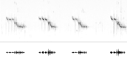 Sonogram av lokkelyd