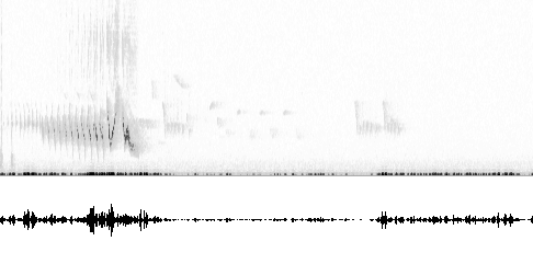 Sonogram av sang