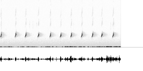 Sonogram av lokkelyd