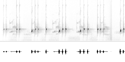 Sonogram av varsellyd