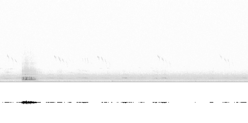 Sonogram