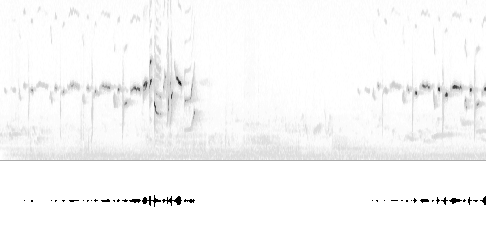 Sonogram